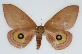 A. c. pamina por Paul Opler