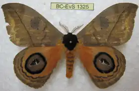 A. chaconoides por Eric Van Schayck.