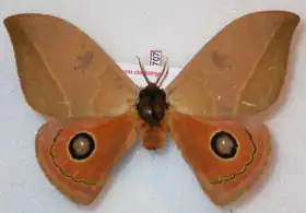 A. cinctistriga por Thibaud Decaens