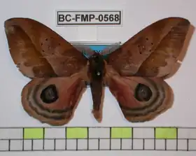 A. claryi por Frank Meister