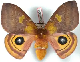 A. colenon por Daniel Herbin.