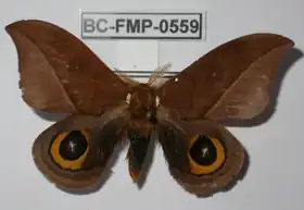 A. complicata por Frank Meister.