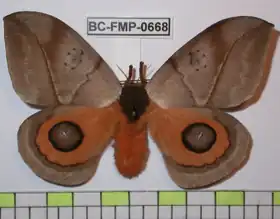 A. coresus por Frank Meister.