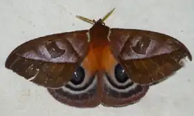 A. cryptica por Ron Brechlin.