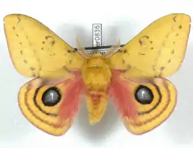 A. dandemon por Daniel Herbin.