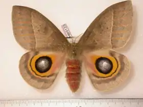 A. daudiana por Daniel Herbin.