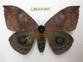 A. denticulata por Eric Van Schayck.