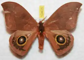 A. despicata por Ron Brechlin.