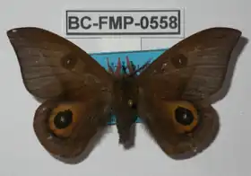 A. diavolanda por Frank Meister.