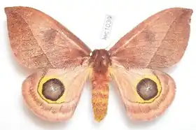 A. dognini por Thibaud Decaens.