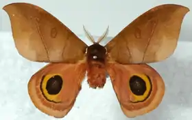 A. elenensis por Daniel Herbin.