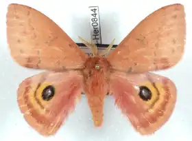 A. eogena por Daniel Herbin.