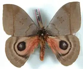 A. escalantei por Ron Brechlin.