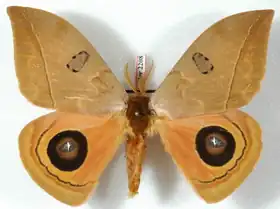 A. excreta por Daniel Herbin.