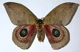 A. exigua por Daniel H. Janzen.