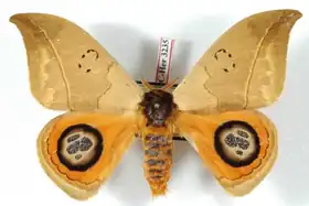 A. falco por Daniel Herbin.