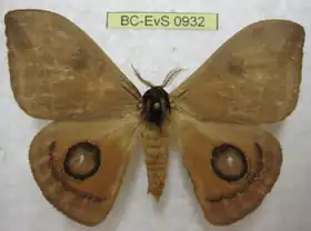 A. godartii por Eric Van Schayck.