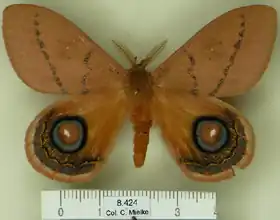 A. goiasensis por Carlos Mielke.