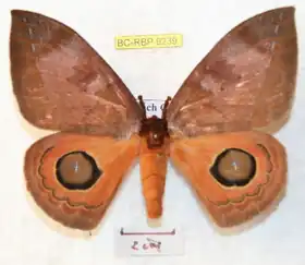 A. goodsoni por Ron Brechlin.