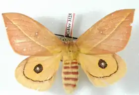 A. grammodes por Daniel Herbin.