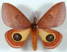 A. granulosa por Daniel Herbin.