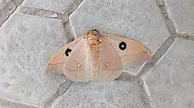 Face inferior da A. hamata.