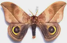 A. harrisorum por Thibaud Decaens.