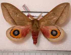 A. haxairei por Daniel Herbin.