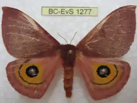 A. hebe por Eric Van Schayck.