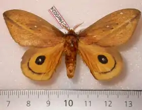 A. heppneri por Daniel Herbin.