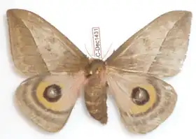 A. iguaquensis por Thibaud Decaens.