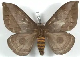 A. inornata por Daniel Herbin.