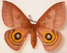 A. iris por Daniel Herbin.