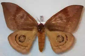 A. jucundoides por Thibaud Decaens.