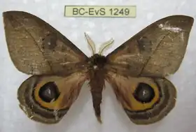 A. labriquei por Eric Van Schayck.