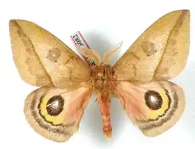 A. lachaumei por Daniel Herbin.