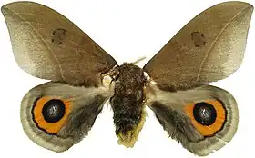 Automeris naranja macho