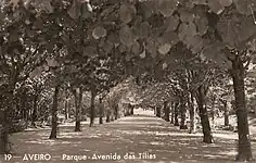 Avenida das Tílias.