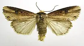 Axylia putris