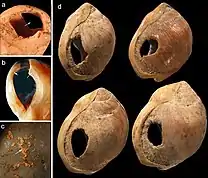 Conchas perfuradas, Caverna Blombos, África do Sul.