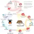 Ciclo de vida do parasita Babesia