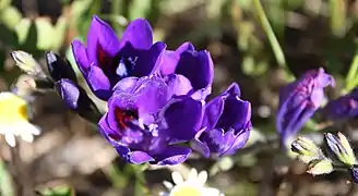 Babiana angustifolia