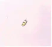 Tetraselmis suecica.