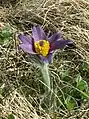 Pulsatilla vulgaris(backsippa)