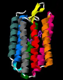 O único monómero da bacteriorodopsina com molécula de retina entre 7 hélices verticais (PDB ID: 1X0S ). Mais uma pequena hélice em azul claro, e a folha-beta está em amarelo.