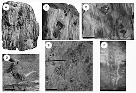 fóssil de Baieroxylon cicatricum.