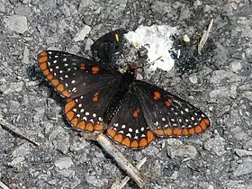 Euphydryas phaeton (Ottawa, Ontário, Canadá).