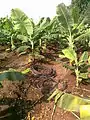 Irrigação por gotejamento e tubos sobressalentes de irrigação por gotejamento em uma fazenda de banana em Chinawal, Índia