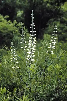 Baptisia leucantha