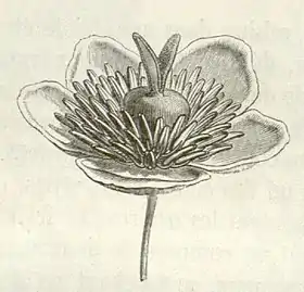 flor de Barbeuia madagascariensis